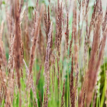 Legends of the fall: why autumn is the perfect time to plant grasses in your garden