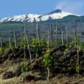 The high drama of volcanic wines