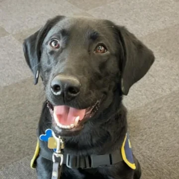 The pet I’ll never forget: Orlando was paralysed and almost died – then became the perfect guide dog